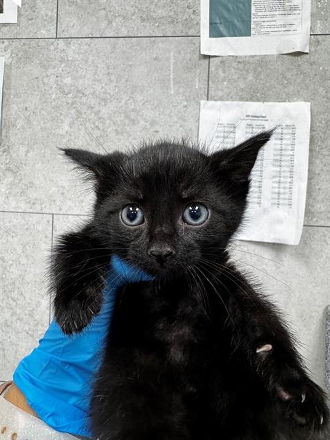 SATURN - Domestic Short Hair available for adoption