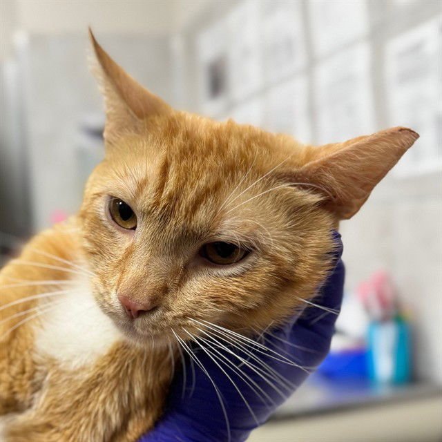 TYRELL - Domestic Short Hair available for adoption