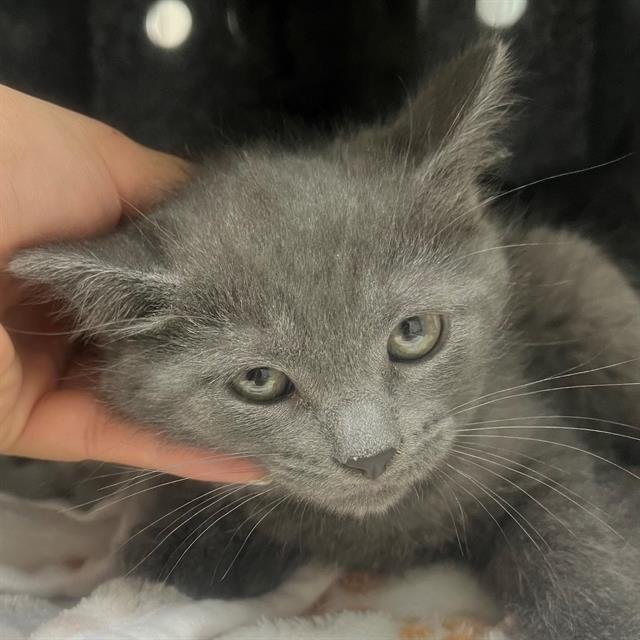 A302588 - Domestic Short Hair available for adoption