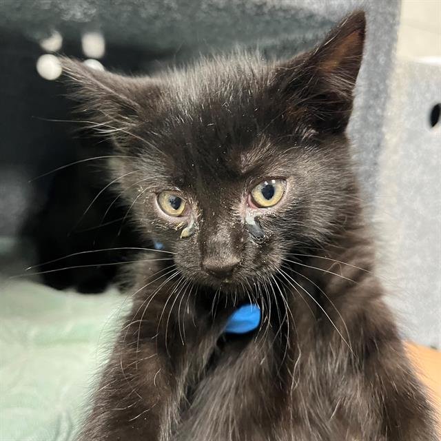 LEIA - Domestic Short Hair available for adoption