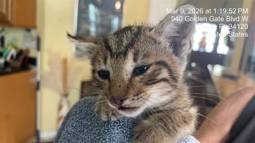 CLOVER - Domestic Short Hair available for adoption