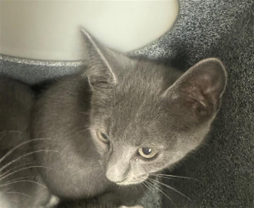 OZZIE - Domestic Short Hair available for adoption