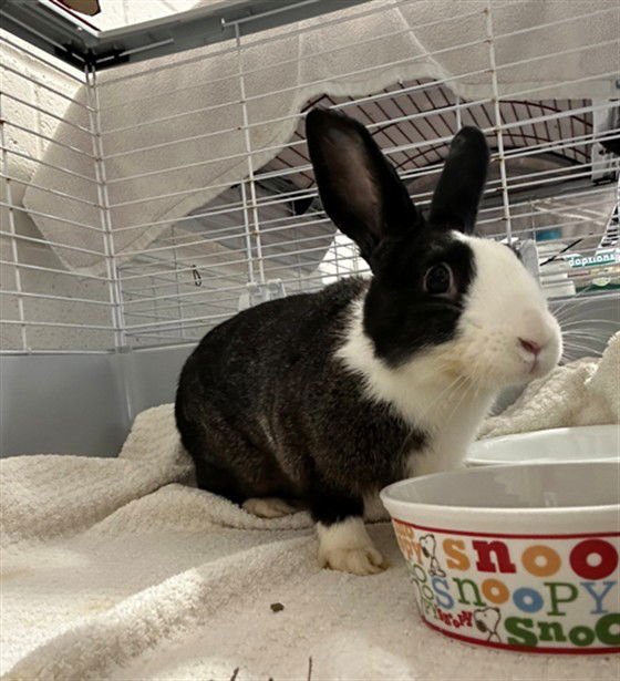 NAOFUMI - Shorthaired Rabbit available for adoption