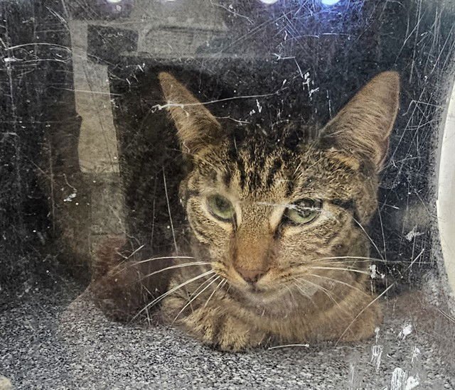 JADE - Domestic Short Hair available for adoption