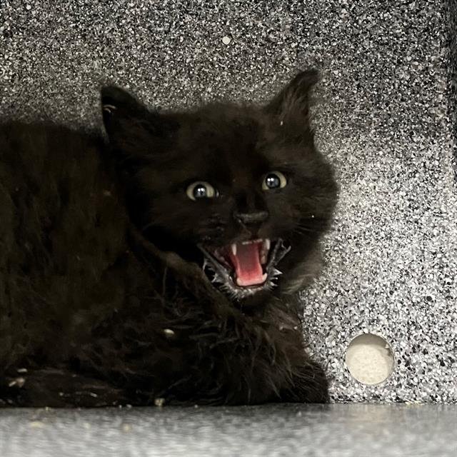 A302619 - Domestic Medium Hair available for adoption