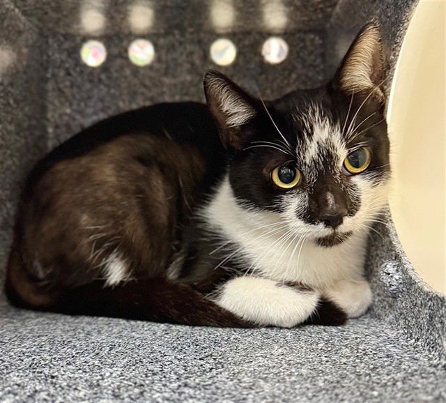 BERNICE - Domestic Short Hair available for adoption