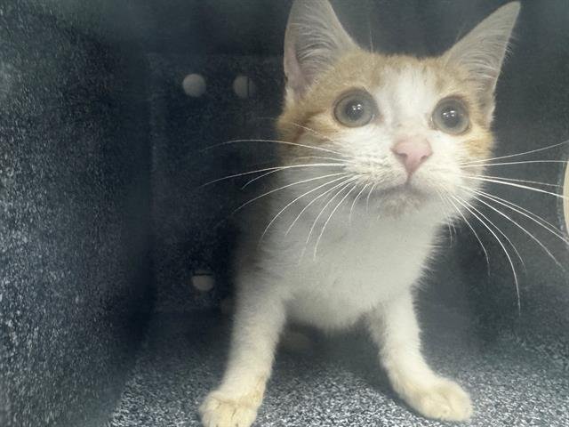 SPOT - Domestic Short Hair available for adoption