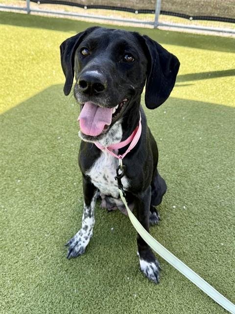 LILY BELLE - German Shorthaired Pointer available for adoption