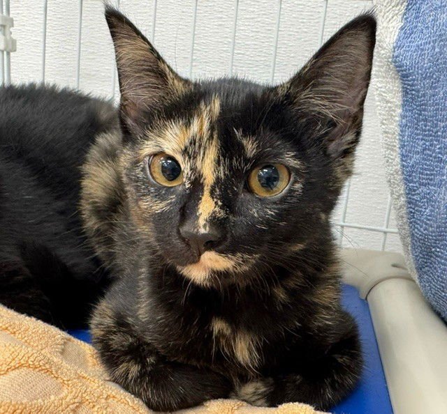 GEORGIA - Domestic Short Hair available for adoption