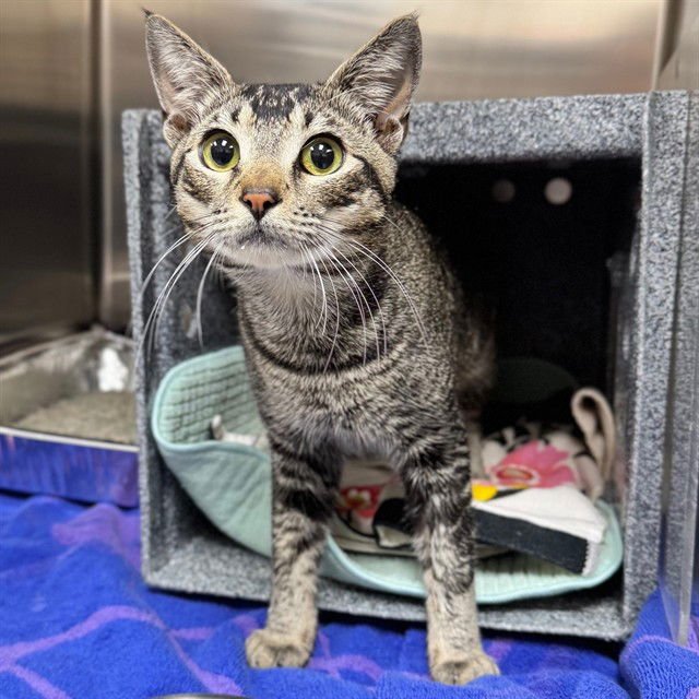 THADY - Domestic Short Hair available for adoption