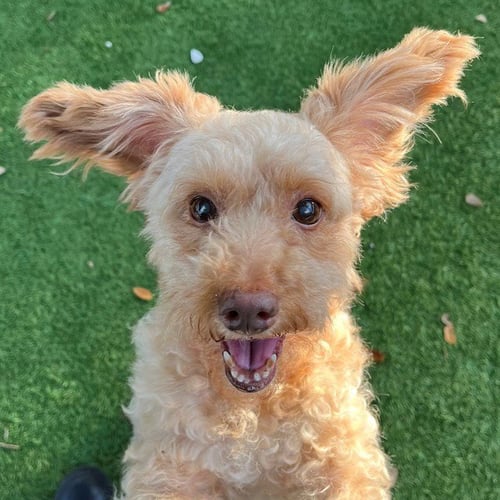 A302200 - Golden Retriever available for adoption