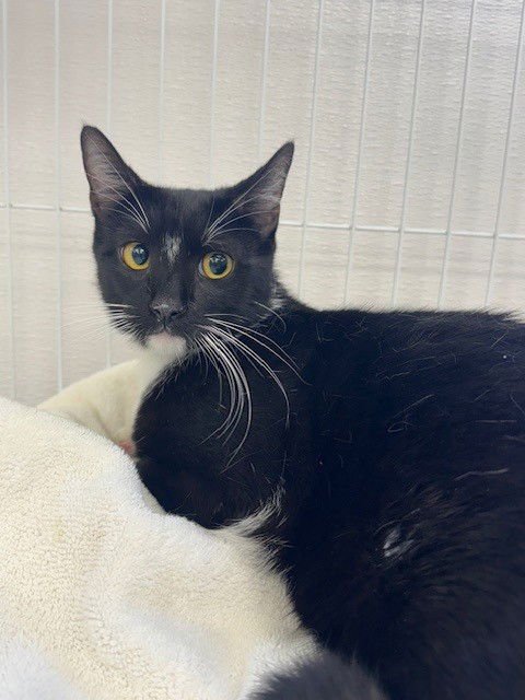 CYPRIAN - Domestic Short Hair available for adoption