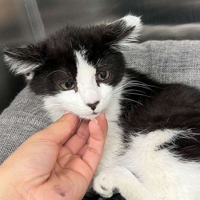 BLEP - Domestic Medium Hair available for adoption