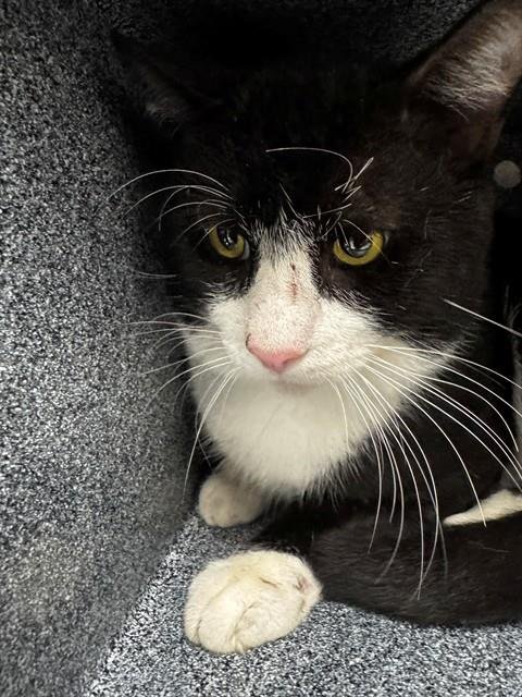 JOSEPH - Domestic Short Hair available for adoption