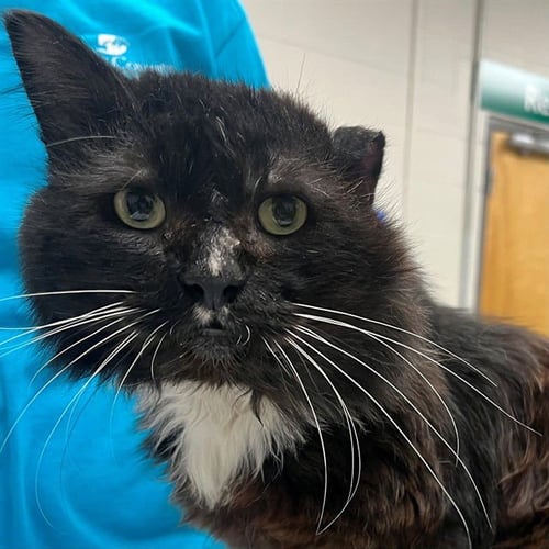 TOAST - Domestic Long Hair available for adoption