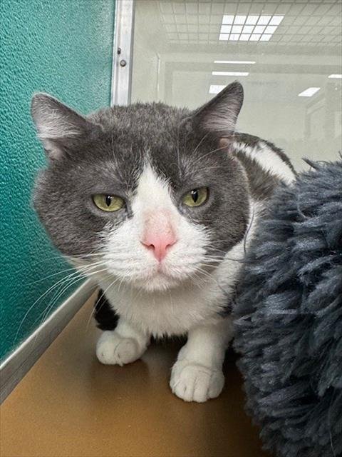 GOOSE - Domestic Short Hair available for adoption