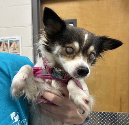 LOVEY - Chihuahua available for adoption