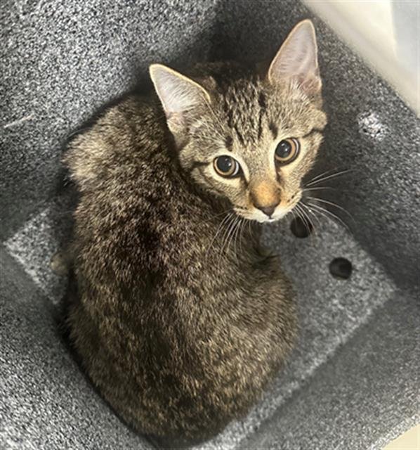 WILBUR - Domestic Short Hair available for adoption