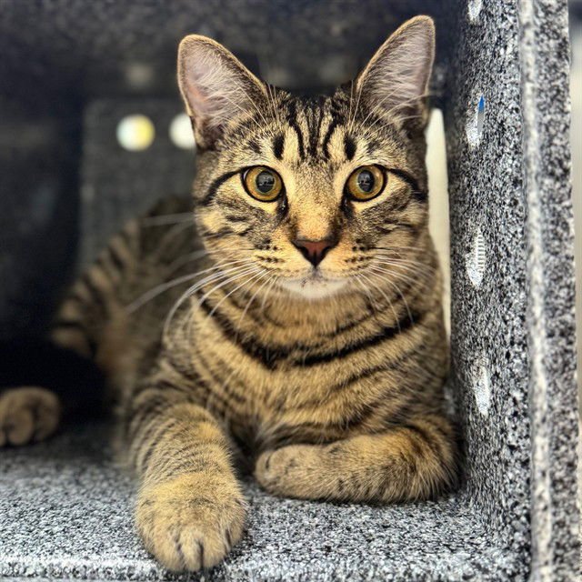 SIMBA - Domestic Short Hair available for adoption