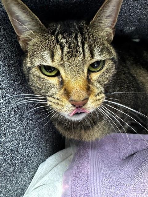 PIKA - Domestic Short Hair available for adoption