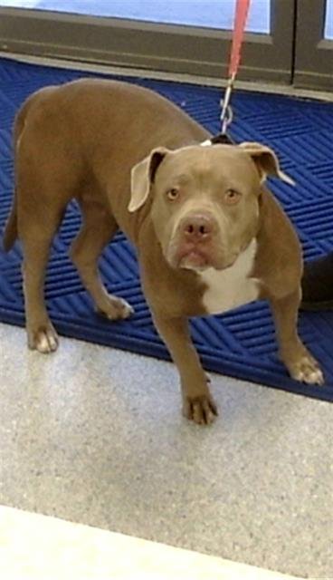 LUCY - Staffordshire Bull Terrier / Pit Bull Terrier available for adoption