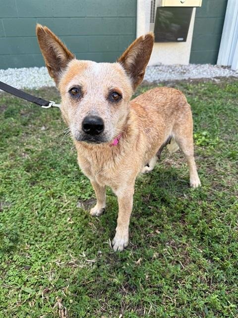 CHILLI - Australian Cattle Dog/Blue Heeler available for adoption