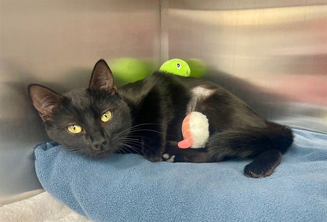 OPAL - Domestic Short Hair available for adoption