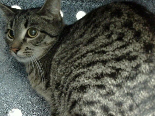 POSH - Domestic Short Hair available for adoption