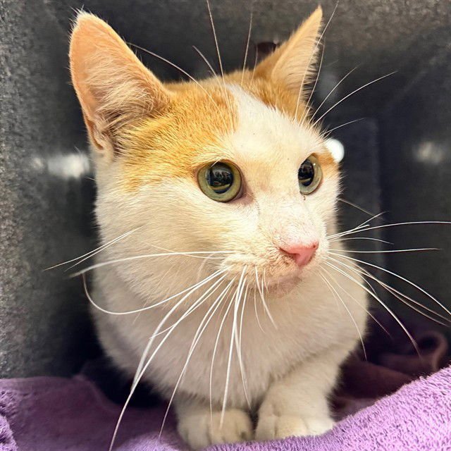 SARGE - Domestic Short Hair available for adoption