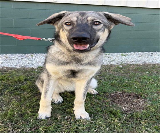 URSA - German Shepherd Dog available for adoption