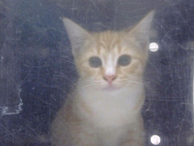 BAGEL - Domestic Short Hair available for adoption