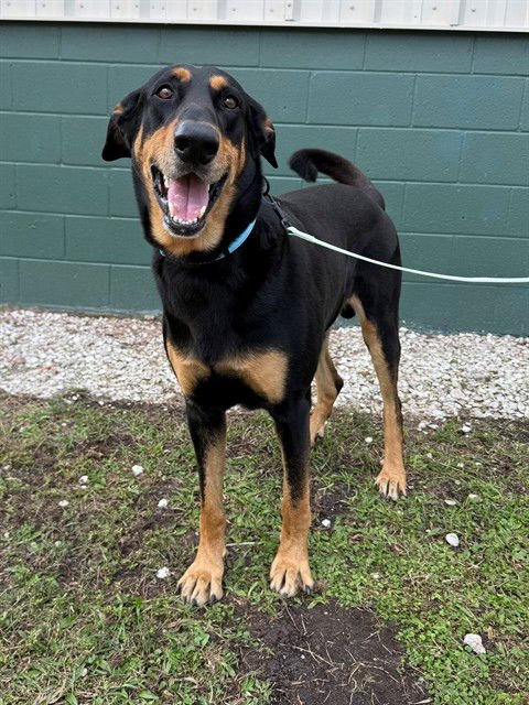 GRU - Doberman Pinscher / German Shepherd Dog available for adoption