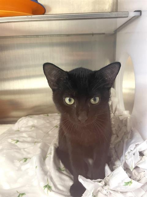 MILES - Domestic Short Hair available for adoption