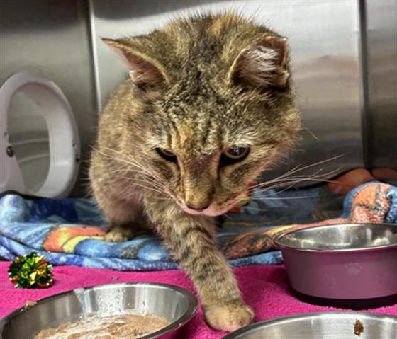 GRAMS - Domestic Short Hair available for adoption