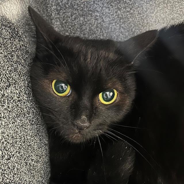 JUDITH - Domestic Short Hair available for adoption