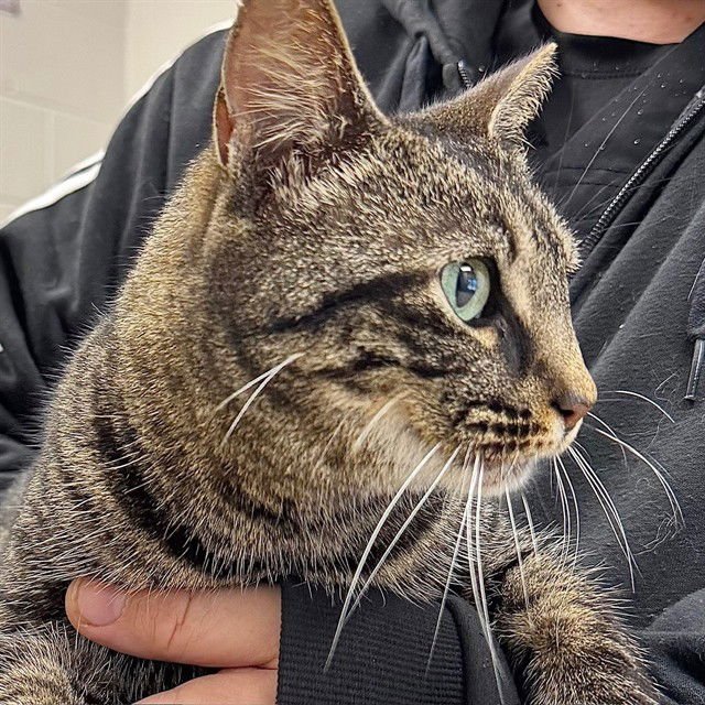 FRIEDA - Domestic Short Hair available for adoption