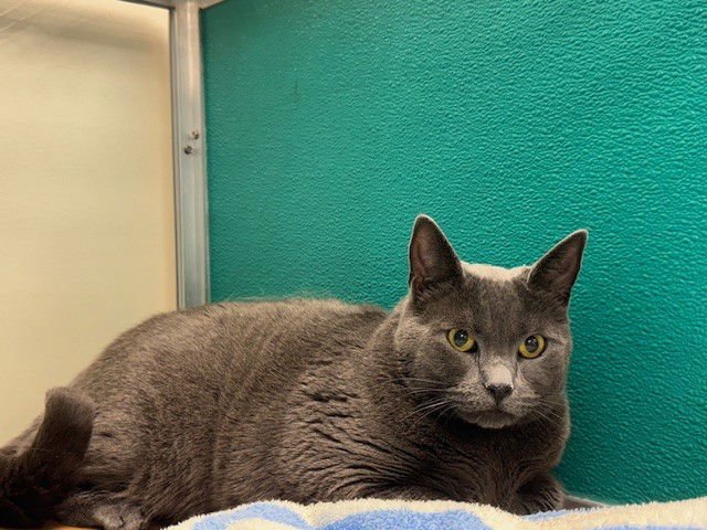 GRACIE - Domestic Short Hair available for adoption