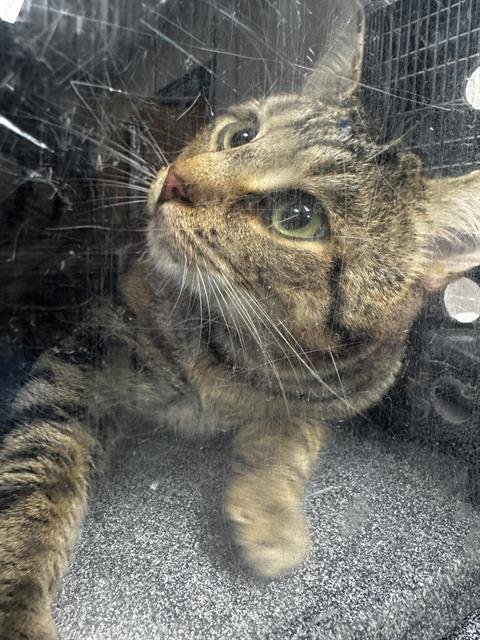 STEVE - Domestic Short Hair available for adoption