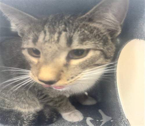 BRANDON - Domestic Short Hair available for adoption