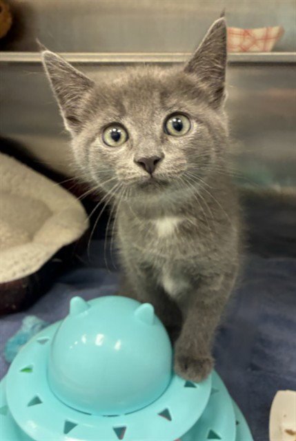 COOPER - Domestic Short Hair available for adoption