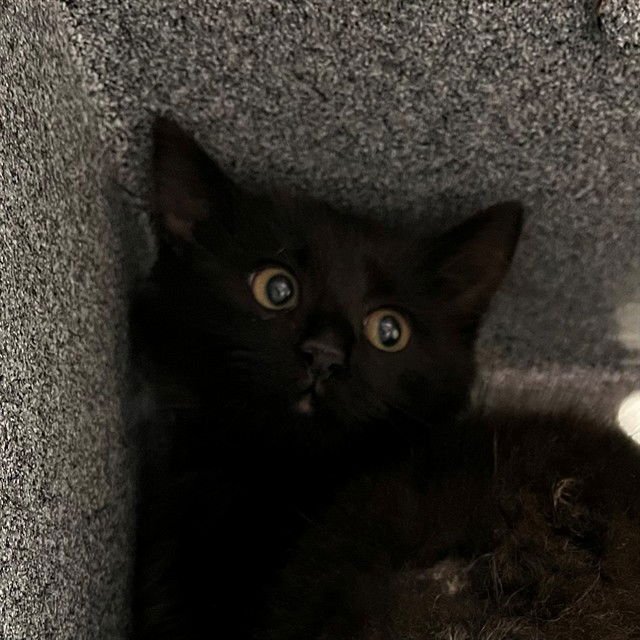 LOID - Domestic Long Hair available for adoption