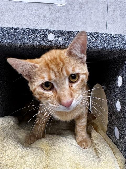 WEEBLE - Domestic Short Hair available for adoption