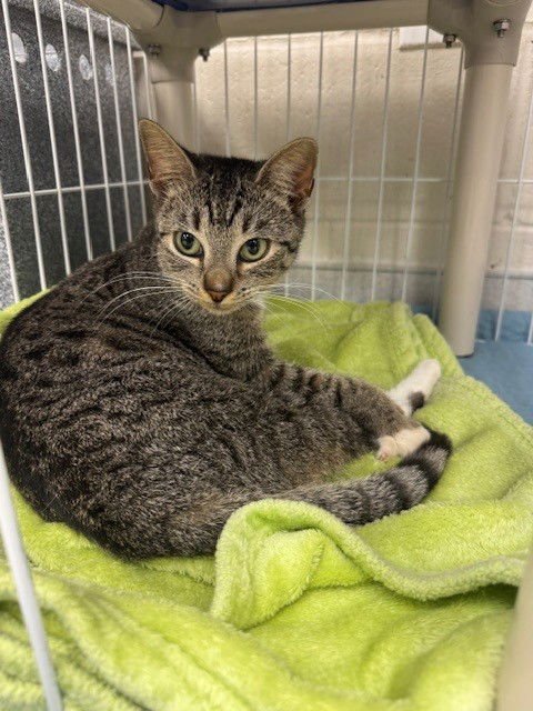 PITA - Domestic Short Hair available for adoption