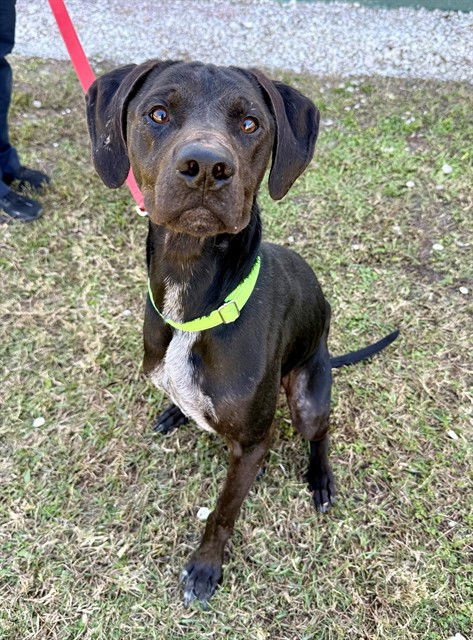 CORTADO - German Shorthaired Pointer / German Shepherd Dog available for adoption