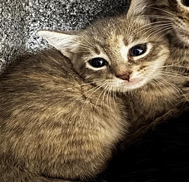 ANYA - Domestic Short Hair available for adoption