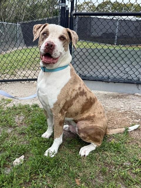 BRYER - Catahoula Leopard Dog / American Bulldog available for adoption