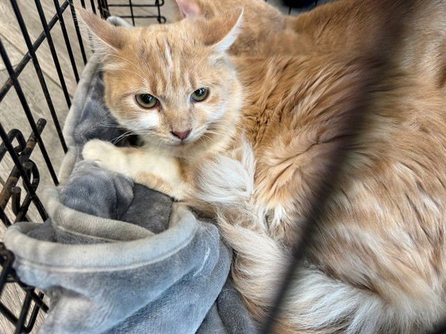 ASH - Domestic Long Hair available for adoption