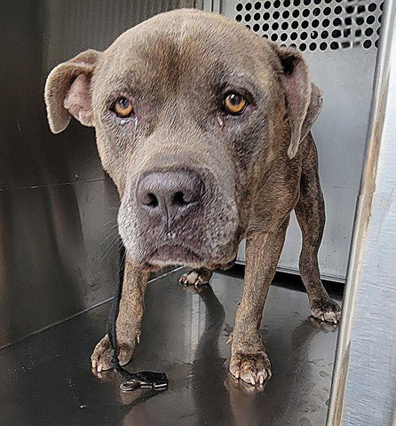 EL SIMPATICO - Pit Bull Terrier available for adoption