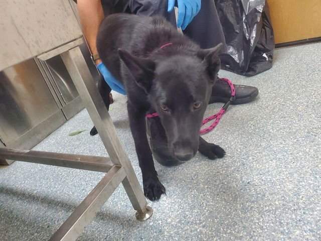 HARMONI - German Shepherd Dog available for adoption