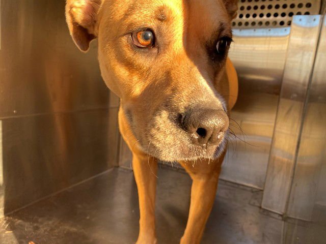 THUMPER - Labrador Retriever available for adoption